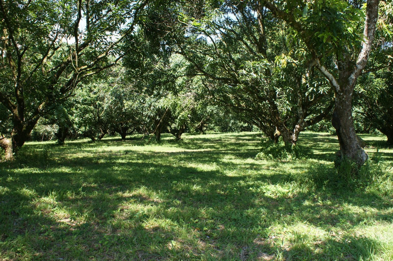 Finca en Venta